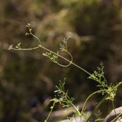 Clematis leptophylla (Small-leaf Clematis, Old Man's Beard) at O'Connor, ACT - 25 Mar 2024 by ConBoekel