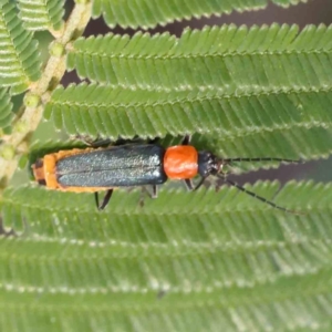 Chauliognathus tricolor (Tricolor soldier beetle) at Bruce Ridge by ConBoekel