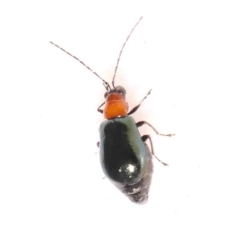 Chrysomelidae sp. (family) (Unidentified Leaf Beetle) at Bruce Ridge - 25 Mar 2024 by ConBoekel