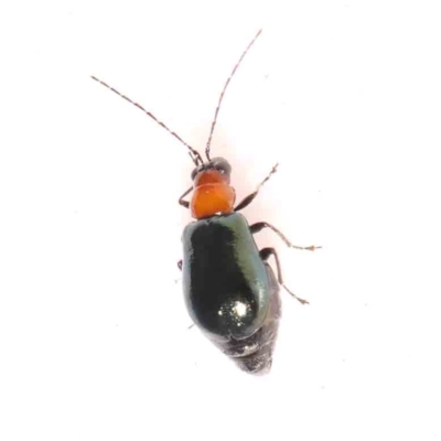 Lamprolina (genus) (Pittosporum leaf beetle) at Bruce Ridge - 25 Mar 2024 by ConBoekel