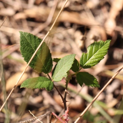 Rubus anglocandicans (Blackberry) at Bruce Ridge - 25 Mar 2024 by ConBoekel