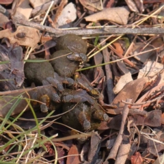 Calliphora stygia (Brown blowfly or Brown bomber) at Bruce Ridge - 24 Mar 2024 by ConBoekel