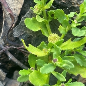 Centipeda cunninghamii at Wollemi National Park - 24 Mar 2024