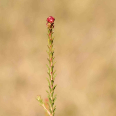 Melaleuca parvistaminea (Small-flowered Honey-myrtle) at O'Connor, ACT - 25 Mar 2024 by ConBoekel