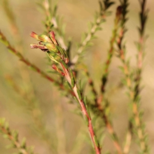 Melaleuca parvistaminea at Bruce Ridge - 25 Mar 2024