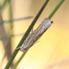 Culladia cuneiferellus (Crambinae moth) at Bruce Ridge - 25 Mar 2024 by ConBoekel