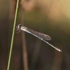 Austrolestes leda (Wandering Ringtail) at O'Connor, ACT - 25 Mar 2024 by ConBoekel