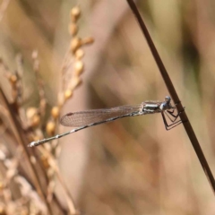 Austrolestes leda (Wandering Ringtail) at Bruce Ridge - 24 Mar 2024 by ConBoekel