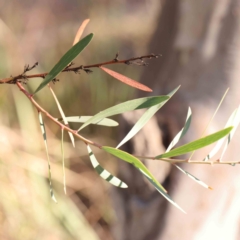 Daviesia mimosoides (Bitter Pea) at Bruce Ridge - 24 Mar 2024 by ConBoekel