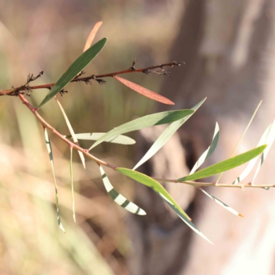 Daviesia mimosoides (Bitter Pea) at O'Connor, ACT - 24 Mar 2024 by ConBoekel