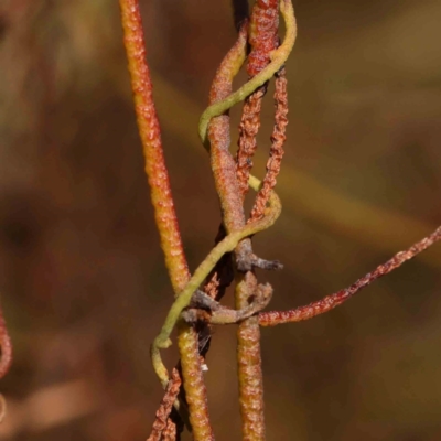 Cassytha pubescens (Devil's Twine) at Bruce Ridge - 25 Mar 2024 by ConBoekel