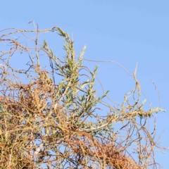 Cassytha pubescens at Bruce Ridge - 25 Mar 2024