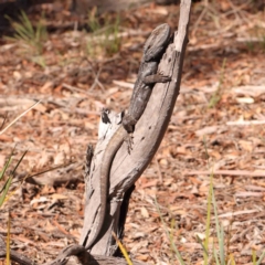 Pogona barbata (Eastern Bearded Dragon) at Bruce Ridge - 25 Mar 2024 by ConBoekel