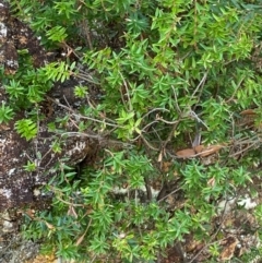 Acrotriche leucocarpa (Tall Acrotriche) at Cotter River, ACT - 13 Feb 2024 by Tapirlord