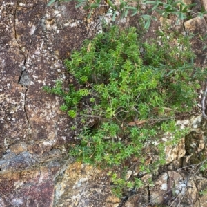 Acrotriche leucocarpa at Namadgi National Park - 13 Feb 2024