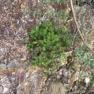 Acrotriche leucocarpa at Namadgi National Park - 13 Feb 2024