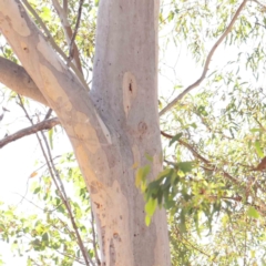 Eucalyptus mannifera subsp. mannifera (Brittle Gum) at Bruce Ridge - 25 Mar 2024 by ConBoekel