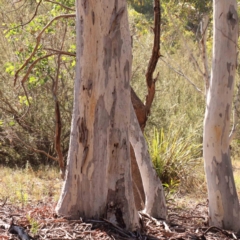 Eucalyptus mannifera subsp. mannifera at Bruce Ridge - 25 Mar 2024