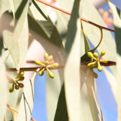 Eucalyptus mannifera subsp. mannifera at Bruce Ridge - 25 Mar 2024 10:32 AM