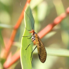 Chorista australis (Autumn scorpion fly) at Bruce Ridge - 25 Mar 2024 by ConBoekel