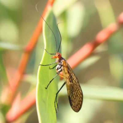 Chorista australis (Autumn scorpion fly) at Bruce Ridge - 25 Mar 2024 by ConBoekel