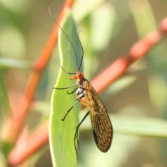 Chorista australis (Autumn scorpion fly) at O'Connor, ACT - 24 Mar 2024 by ConBoekel
