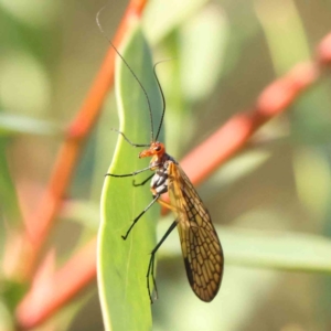 Chorista australis (Autumn scorpion fly) at Bruce Ridge by ConBoekel
