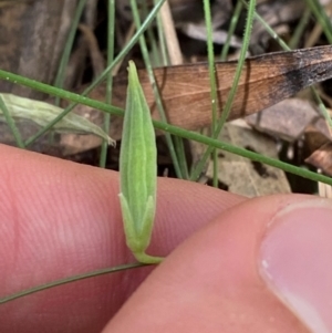 Oxalis exilis at Namadgi National Park - 13 Feb 2024