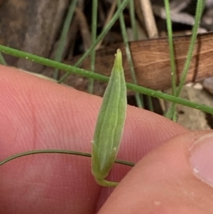 Oxalis exilis at Namadgi National Park - 13 Feb 2024