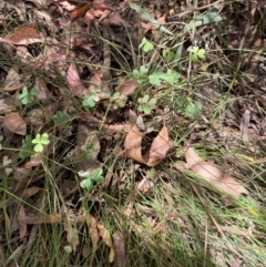 Oxalis exilis at Namadgi National Park - 13 Feb 2024