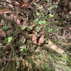 Oxalis exilis at Namadgi National Park - 13 Feb 2024