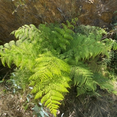 Cyathea australis subsp. australis (Rough Tree Fern) at Uriarra Village, ACT - 12 Feb 2024 by Tapirlord