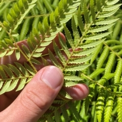 Cyathea australis subsp. australis at Namadgi National Park - suppressed