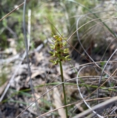Corunastylis cornuta (Horned Midge Orchid) at Black Mountain - 12 Feb 2024 by Tapirlord
