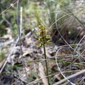 Corunastylis cornuta at Black Mountain - suppressed