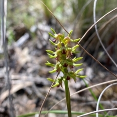 Corunastylis cornuta at Black Mountain - suppressed