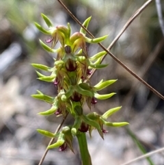 Corunastylis cornuta at Black Mountain - suppressed