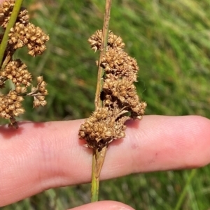 Juncus australis at Jerrabomberra Grassland - 7 Feb 2024