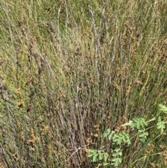 Juncus australis at Jerrabomberra Grassland - 7 Feb 2024 12:46 PM