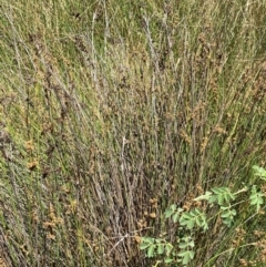 Juncus australis at Jerrabomberra Grassland - 7 Feb 2024