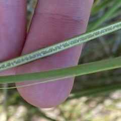 Juncus australis at Jerrabomberra Grassland - 7 Feb 2024