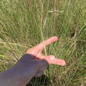 Eleocharis acuta at Jerrabomberra Grassland - 7 Feb 2024 12:46 PM