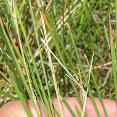 Eleocharis acuta at Jerrabomberra Grassland - 7 Feb 2024 12:46 PM