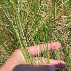 Eleocharis acuta at Jerrabomberra Grassland - 7 Feb 2024 12:46 PM