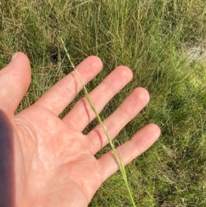 Amphibromus nervosus at Jerrabomberra Grassland - 7 Feb 2024 12:46 PM