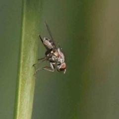 Ephydridae sp. (family) at Bruce Ridge - 25 Mar 2024 by ConBoekel