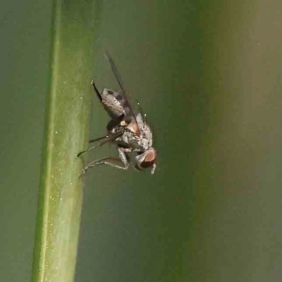 Ephydridae sp. (family) at Bruce Ridge - 25 Mar 2024 by ConBoekel