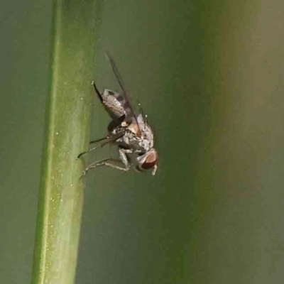 Unidentified Other true fly at Bruce Ridge - 24 Mar 2024 by ConBoekel