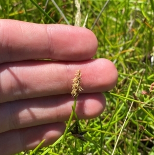 Eleocharis atricha at Jerrabomberra Grassland - 7 Feb 2024