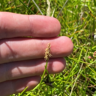 Eleocharis atricha (Tuber Spikerush) at Jerrabomberra Grassland - 7 Feb 2024 by Tapirlord